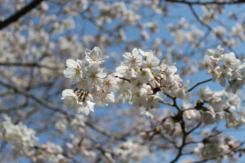 ฤดูใบไม้ผลิ ฤดูดอกไม้บานในคาโกชิมา Spring in Kagoshima 